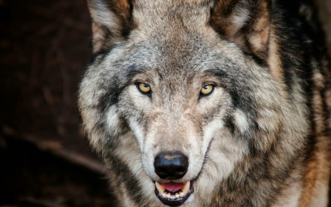 Terminhinweis: Videokonferenz zum Thema Wolf mit Dorothee Bär MdB und Stefan Köhler MdEP am 25.11.2025