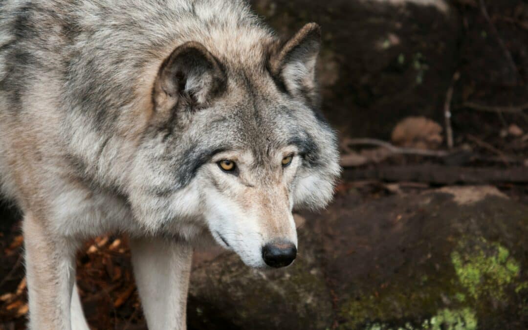 Schutzstatus des Wolfes wird abgesenkt